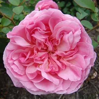 Саженцы роз ХАЙДИ ХОЛЛ английская  Саженцы роз ХАЙДИ ХОЛЛ английская в Новосибирске