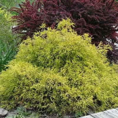 Кипарисовик ГОЛДЕН МОП горохоплодный в Новосибирске