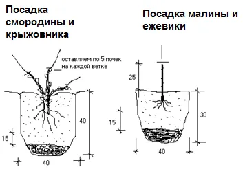 осадка ягодных кустарников осадка ягодных кустарников