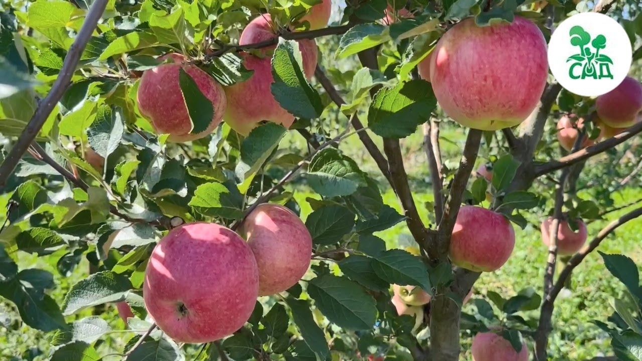 Превью видео