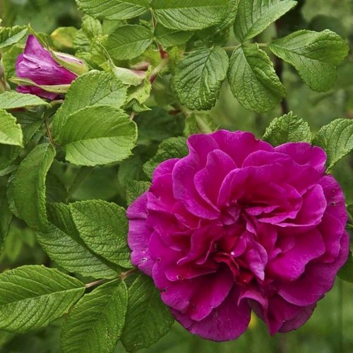 Шиповник ХАНСА в Новосибирске