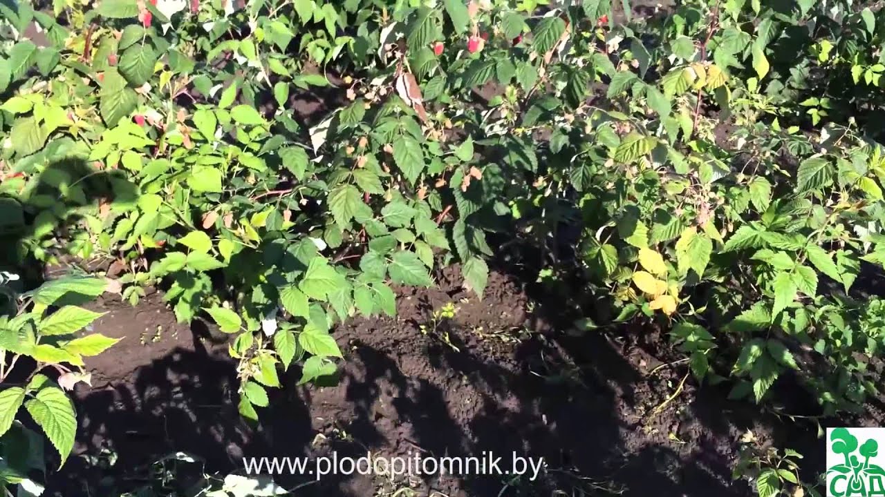 Превью видео