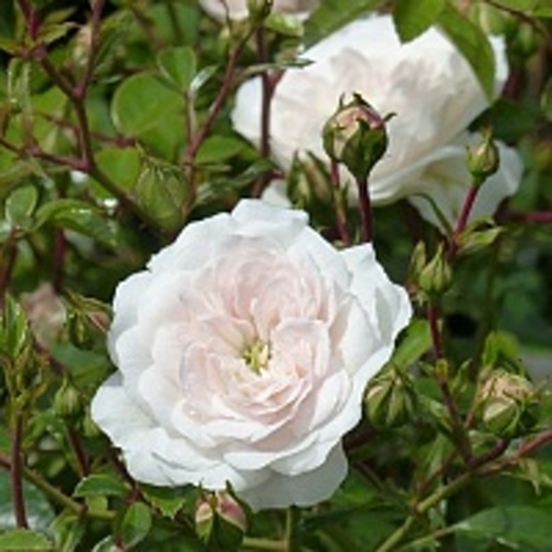 Роза СВАНИ почвопокровная в Новосибирске