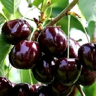 Черешня ДОНЕЦКИЙ УГОЛЁК в Новосибирске