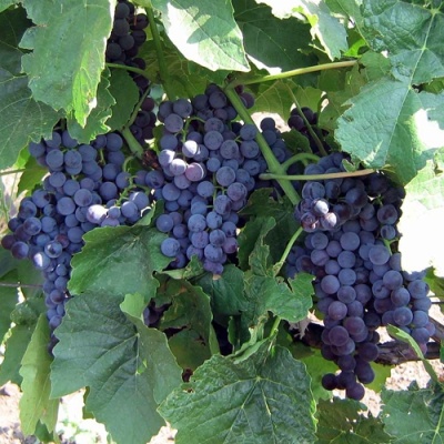 Виноград ВЕНУС в Новосибирске