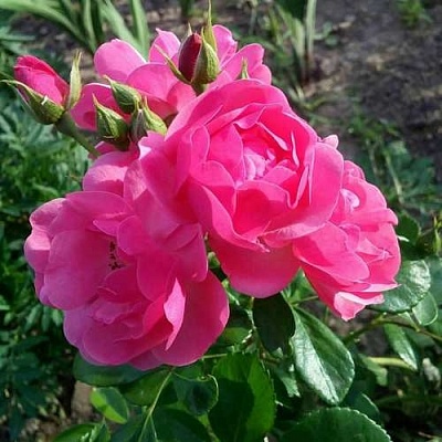 Роза АНГЕЛА флорибунда в Новосибирске