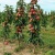 Яблоня ЯНТАРНОЕ ОЖЕРЕЛЬЕ колонновидная в Новосибирске