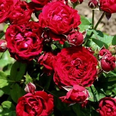 Роза ТАМАНГО спрей  в Новосибирске