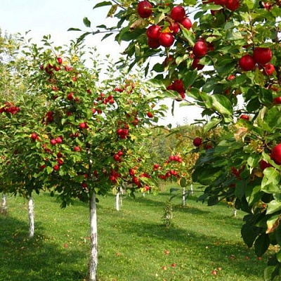 Плодовые деревья в Новосибирске