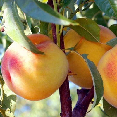 Персики в Новосибирске