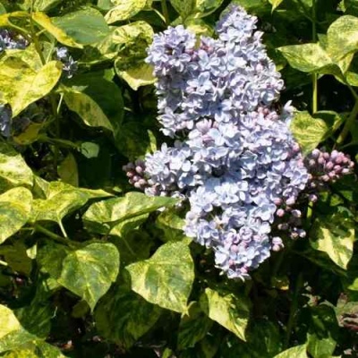 Сирень АУКУБАФОЛИЯ в Новосибирске