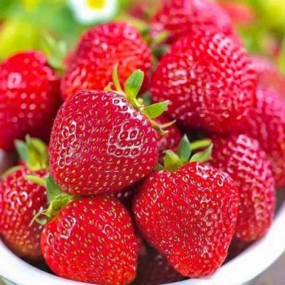 Клубника СИЛЬВИЯ в Новосибирске