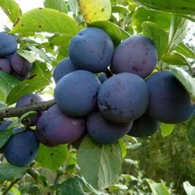 Слива КРОМАНЬ в Новосибирске