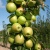 Яблоня БОЛЕРО колонновидная в Новосибирске