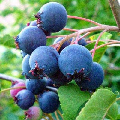 Ирга ПЕМБИНА в Новосибирске