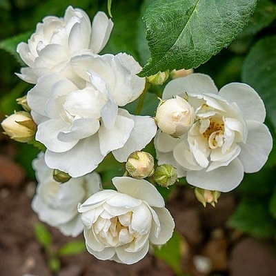 Роза ВАТЕРЛОО мускусная в Новосибирске