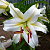 саженцы лилии Кокосса