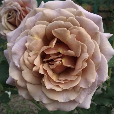 Роза КОКО ЛОКО флорибунда  в Новосибирске