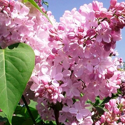 Сирень АДЕЛИНА в Новосибирске