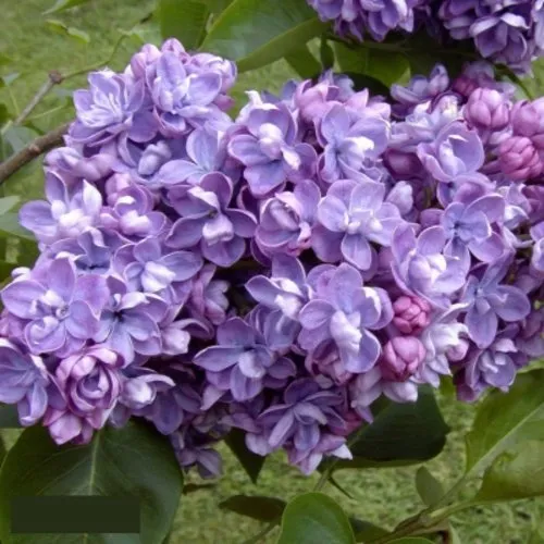 Сирень АМИ ШОТТ в Новосибирске