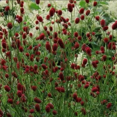 Кровохлебка лекарственная (Sanguisorba officinalis `Tanna`)