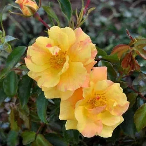 Роза АНГЕЛИНА ФРЕСКА флорибунда  в Новосибирске