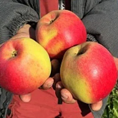 Купить саженцы яблони стелющейся в Новосибирске в питомнике почтой