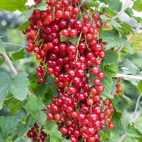 Смородина красная РЕД ЛЕЙК в Новосибирске