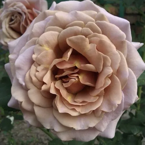 Роза КОКО ЛОКО флорибунда  в Новосибирске