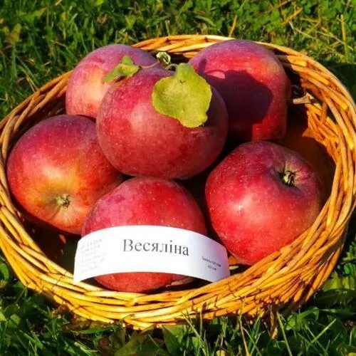 Яблоня ВЕСЯЛИНА в Новосибирске